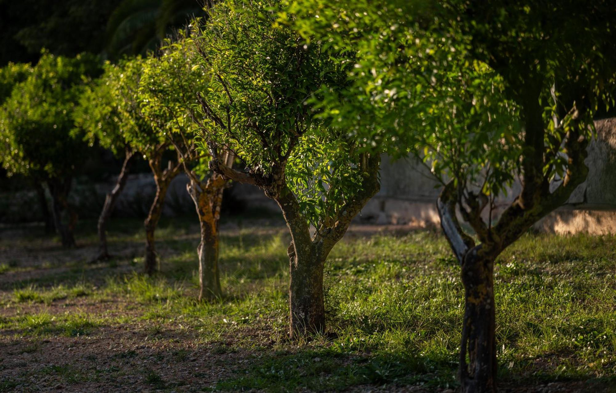 Agroturismo Son Boronat Calvia  Екстер'єр фото